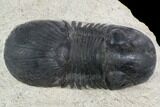 Bargain, Paralejurus Trilobite - Atchana, Morocco #120053-2